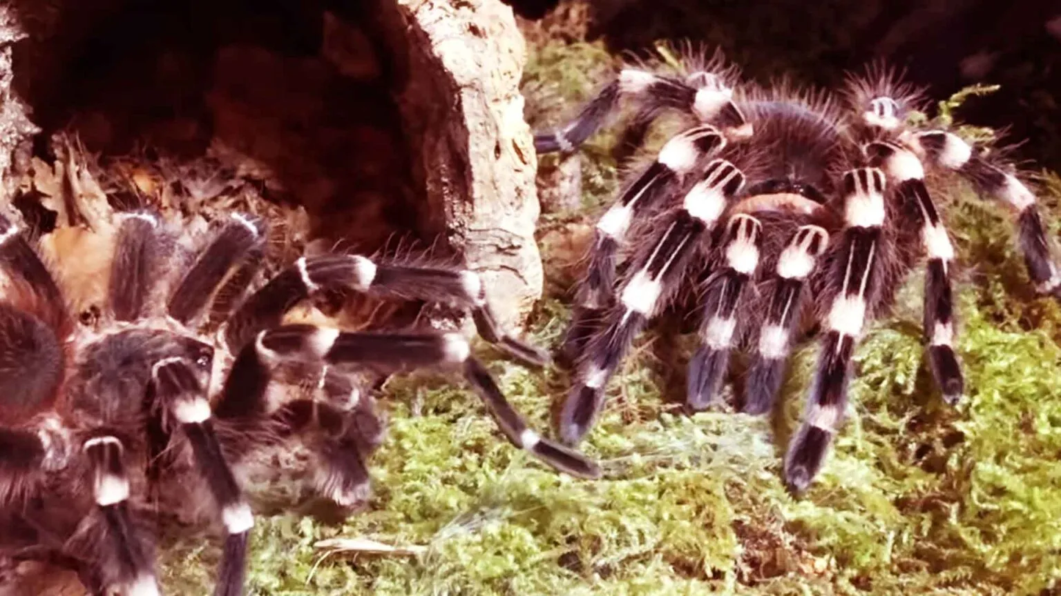 23427 brazilian white knee tarantula feeding