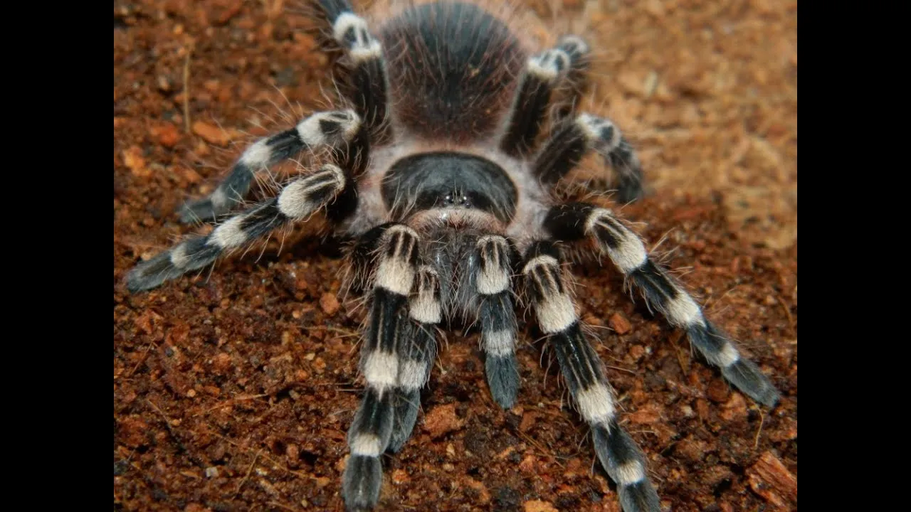 23427 brazilian white knee tarantula habitat