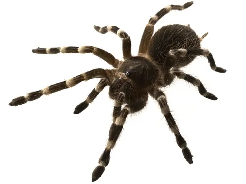 23427 brazilian white knee tarantula handling
