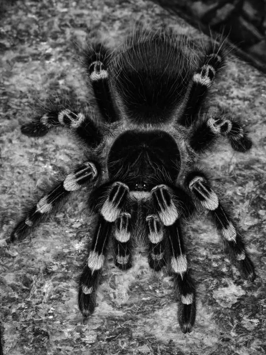 23427 brazilian white knee tarantula uk breeder