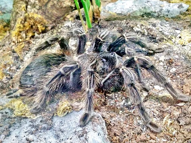 23428 tarantula anatomy