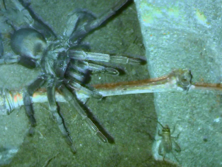 23428 tarantula feeding
