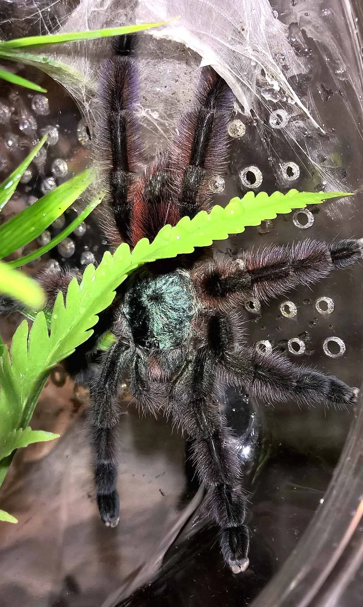 23428 tarantula habitat
