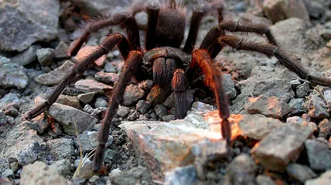 23429 tarantula island wildlife