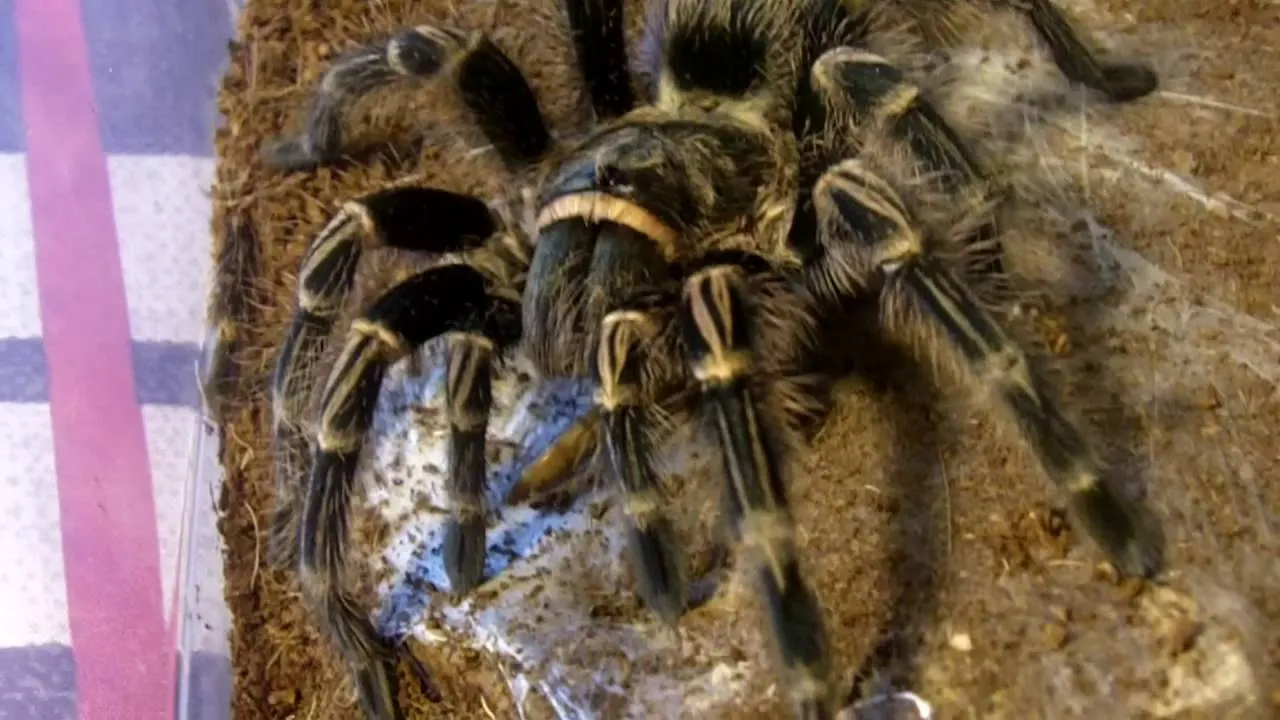 23430 tarantula feeding frequency