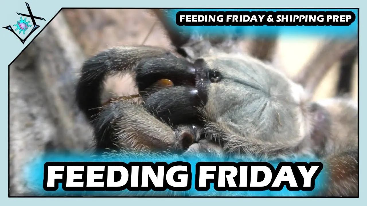 23430 tarantula feeding video camera