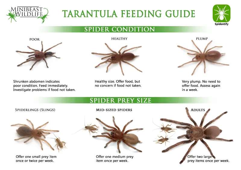 23430 tarantula feeding video intro
