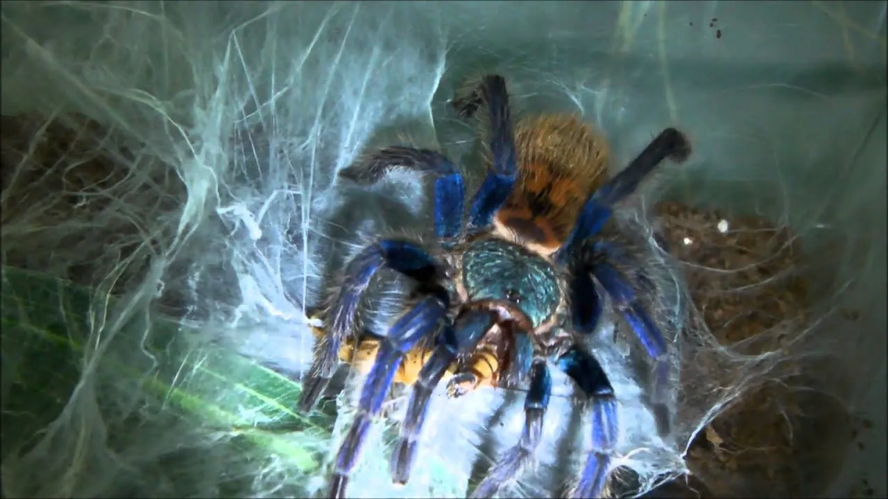 /img/23430-tarantula-feeding-video-sharing.webp