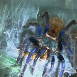 /img/23430-tarantula-feeding-video-sharing.webp