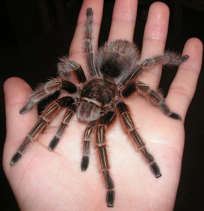 23431 rose hair tarantula uk 1