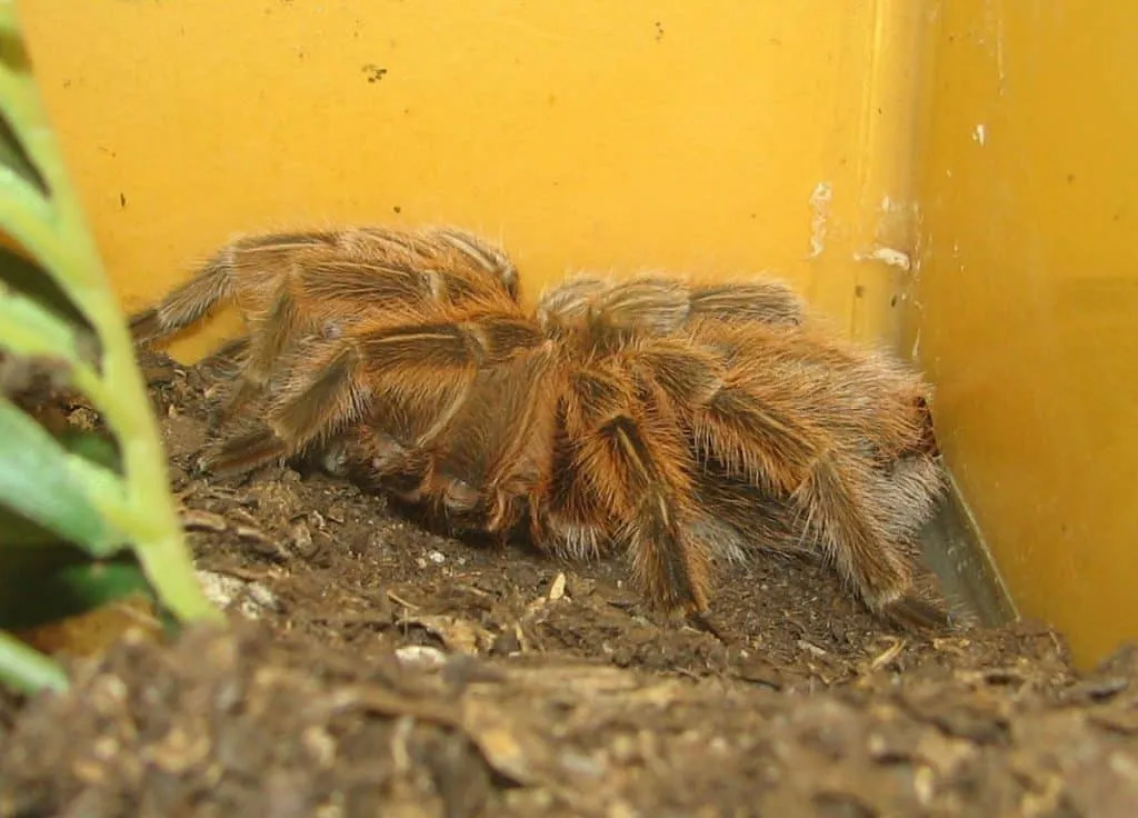 23431 rose hair tarantula uk 2