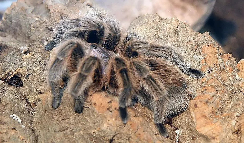 23431 rose hair tarantula uk 3