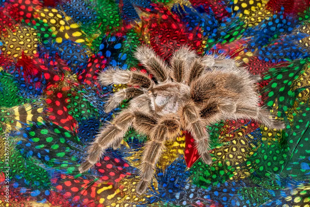 23431 rose hair tarantula uk 6