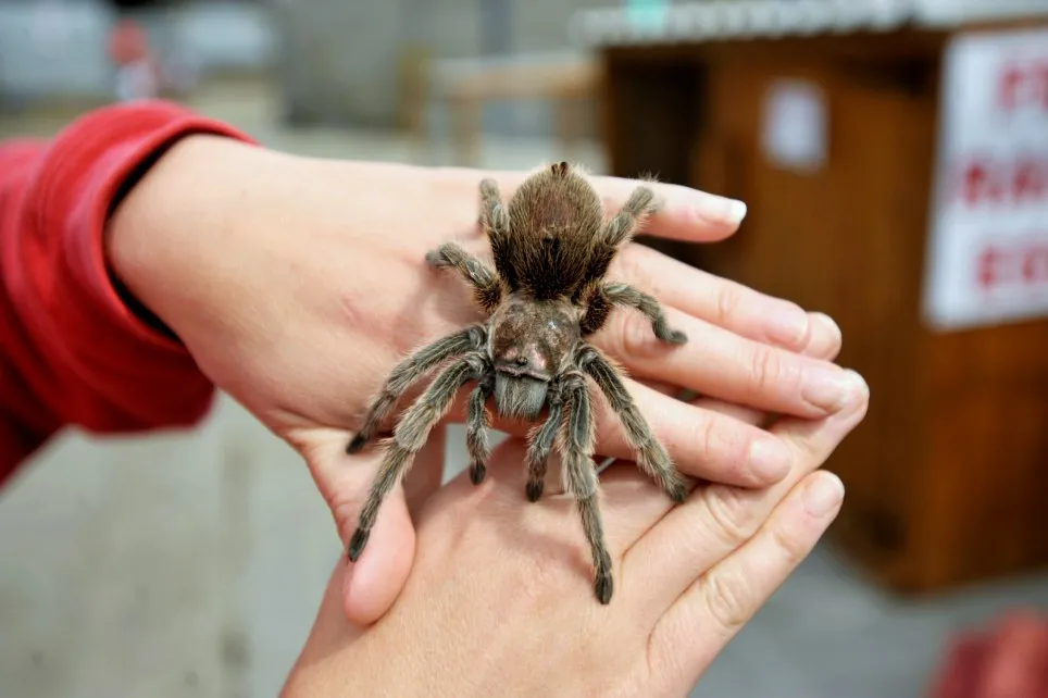 /img/23431-rose-hair-tarantula-uk-7.webp