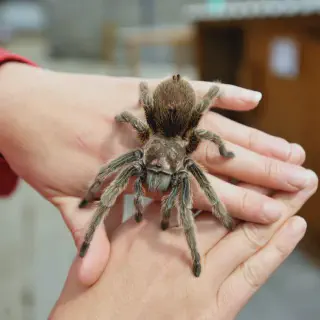 /img/23431-rose-hair-tarantula-uk-7.webp