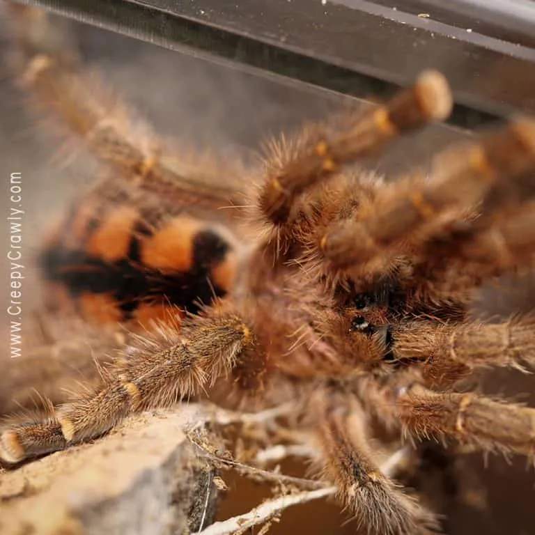23433 ants tarantula danger 3