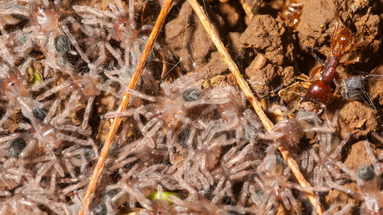 23433 ants tarantula danger 4