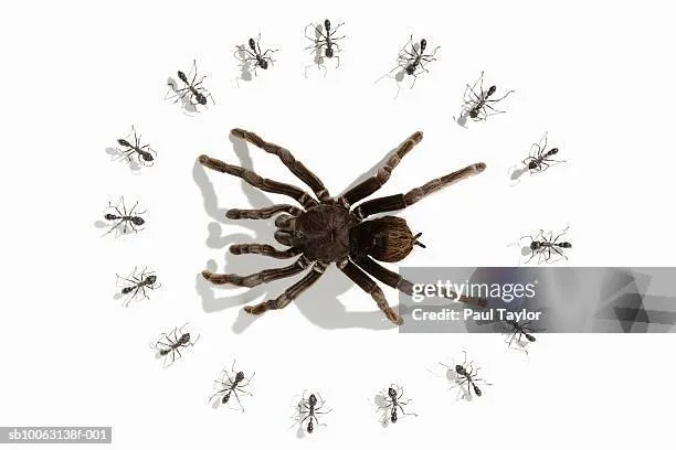 23433 ants tarantula danger 5