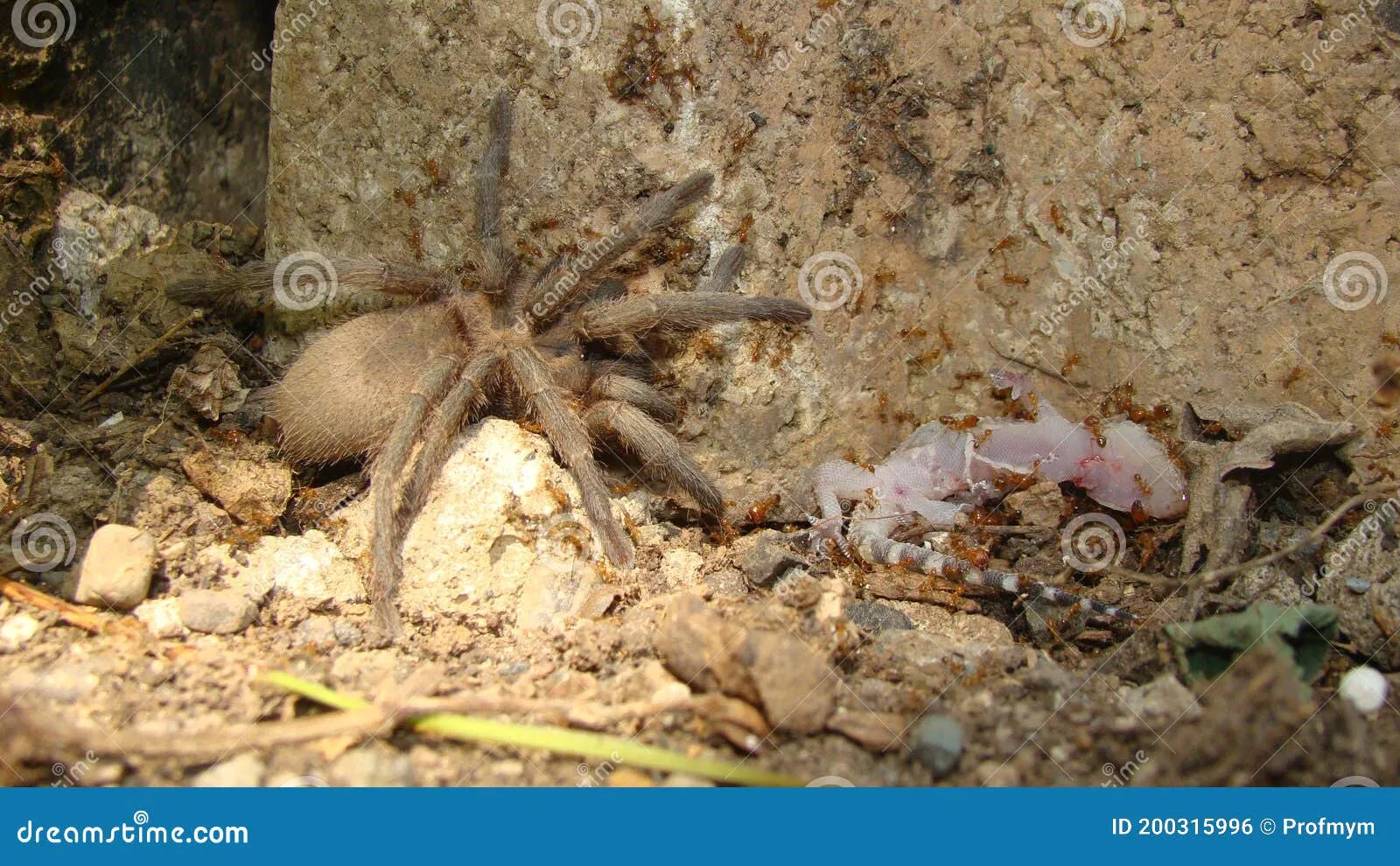 23433 ants tarantula danger 6