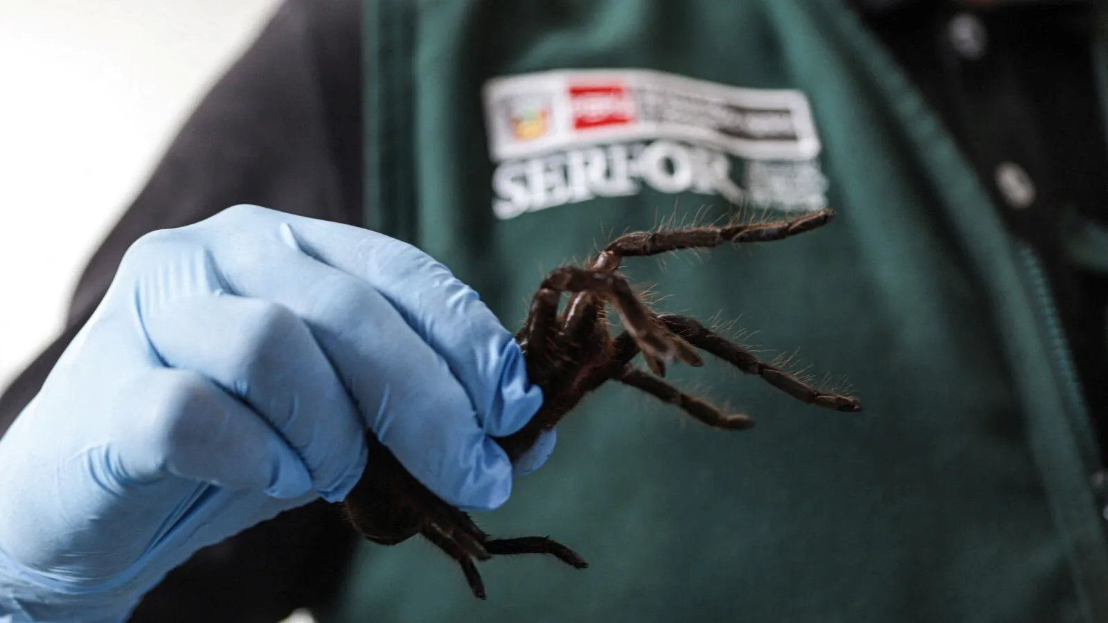 /img/23433-ants-tarantula-danger-7.webp
