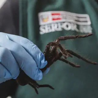 /img/23433-ants-tarantula-danger-7.webp