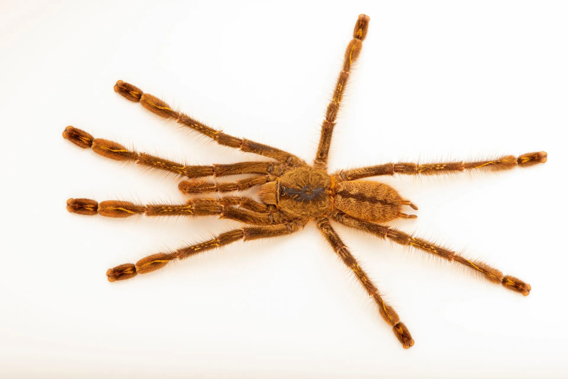 23435 ivory ornamental tarantula breeding