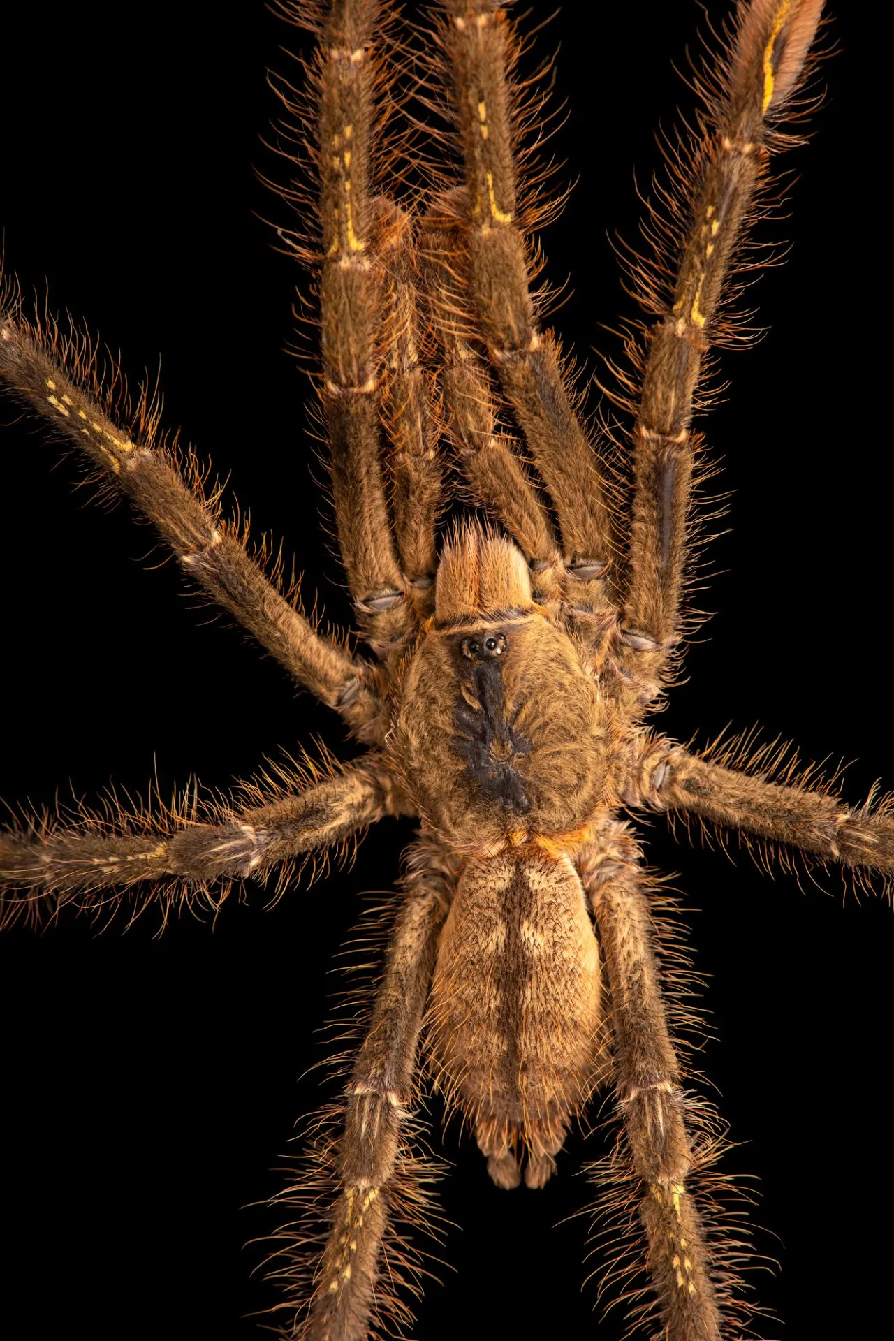 23435 ivory ornamental tarantula display
