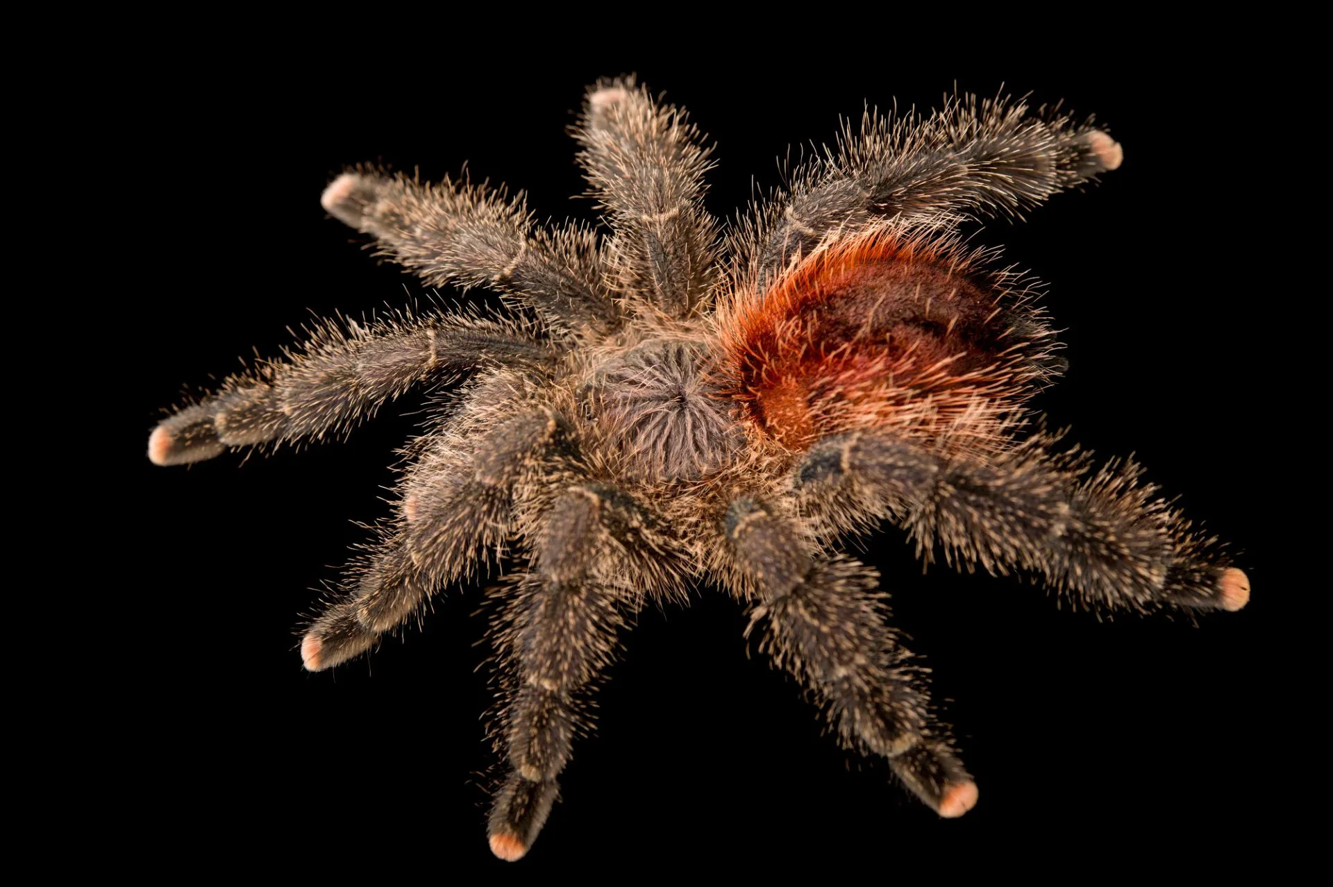 /img/23435-ivory-ornamental-tarantula-educational.webp