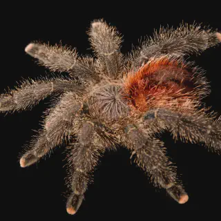 /img/23435-ivory-ornamental-tarantula-educational.webp