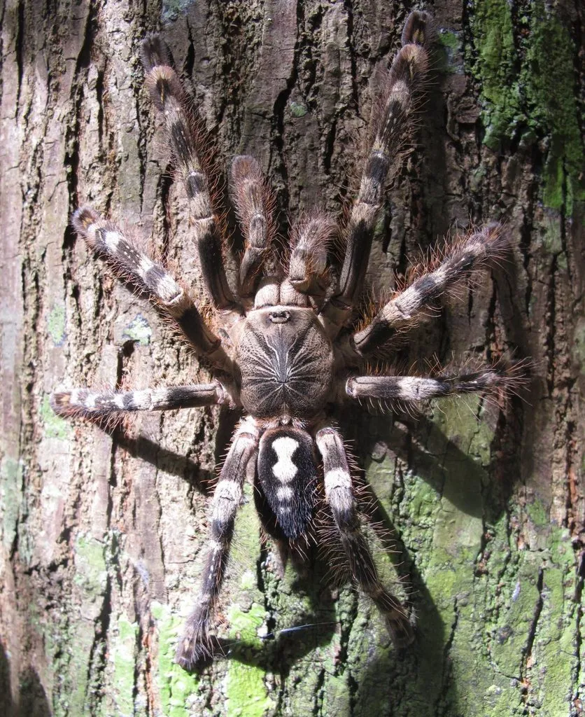 23435 ivory ornamental tarantula size