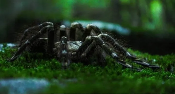 23435 ivory ornamental tarantula temperament