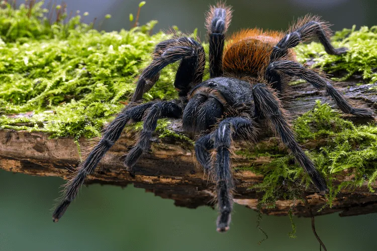 23437 blue tarantula diet