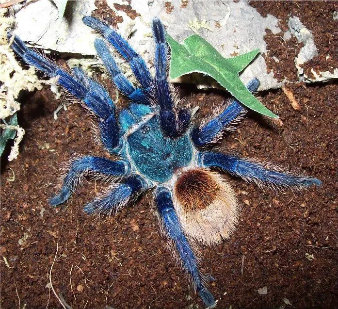 /img/23437-blue-tarantula-vet.webp