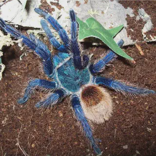 /img/23437-blue-tarantula-vet.webp
