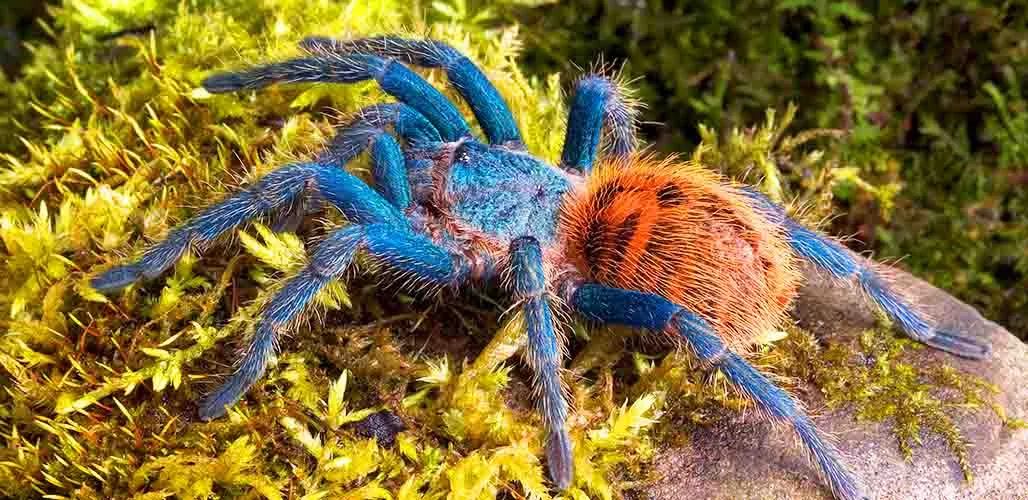 23437 healthy blue tarantula