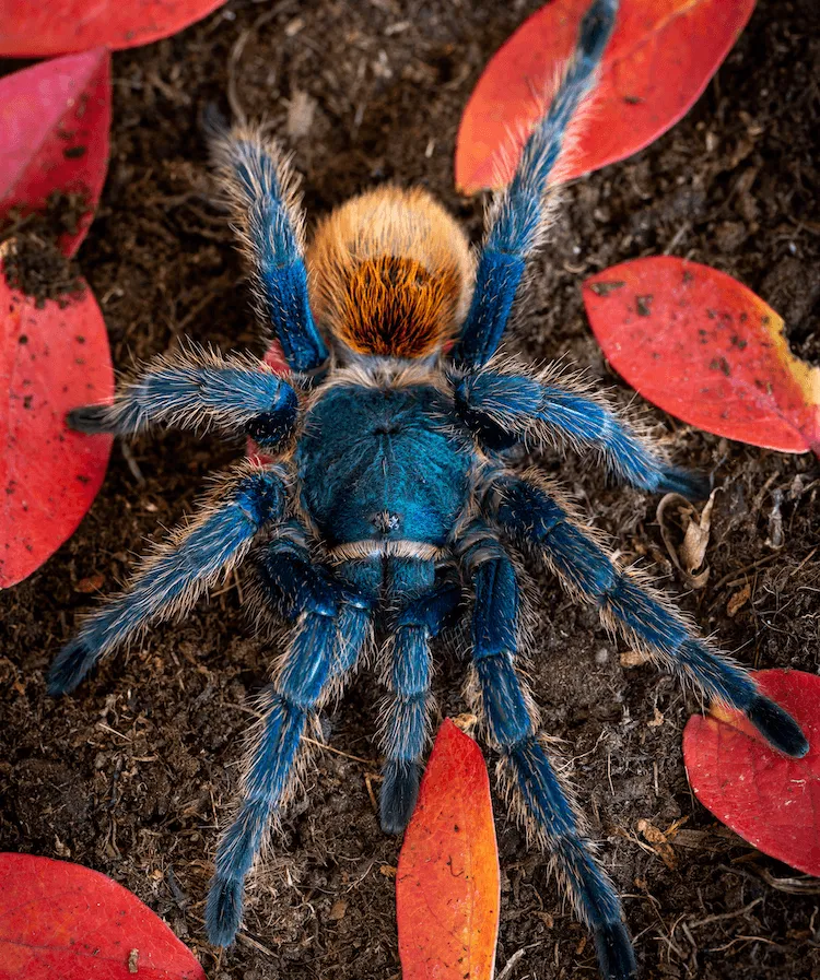 23437 tarantula enclosure