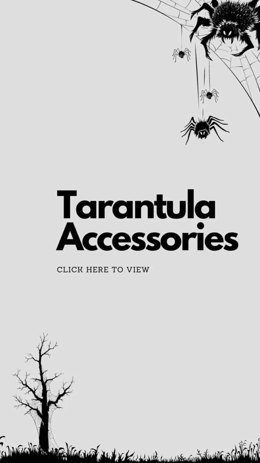 23438 tarantula enclosure decor