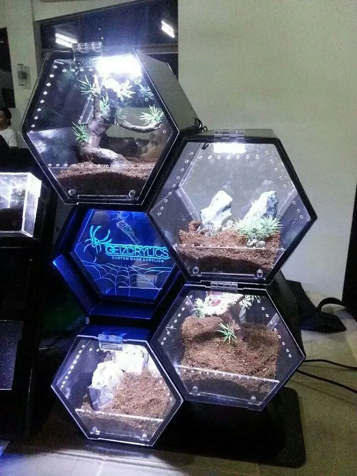 23438 tarantula species size
