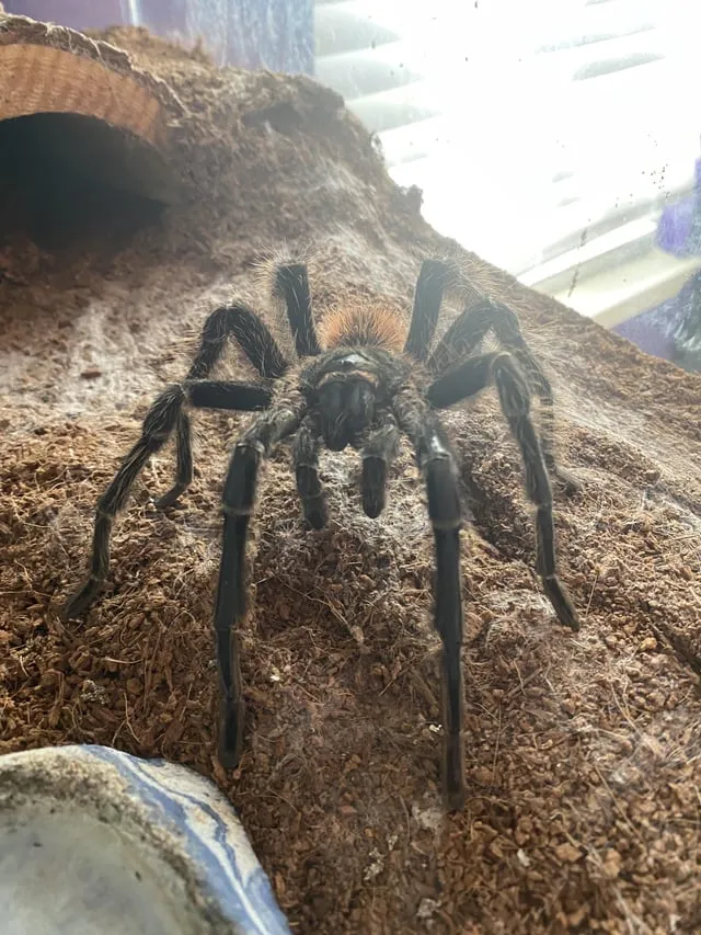 23438 tarantula substrate depth