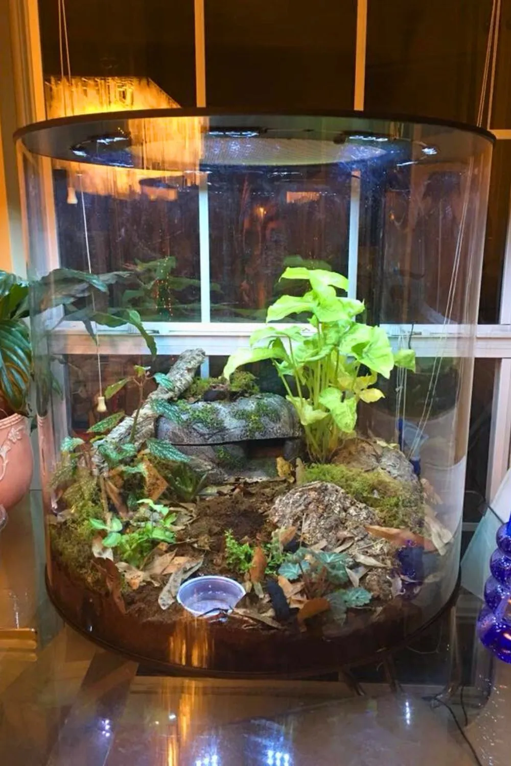 23438 vertical tarantula enclosure