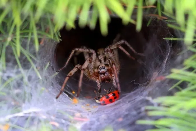 23439 adult tarantula