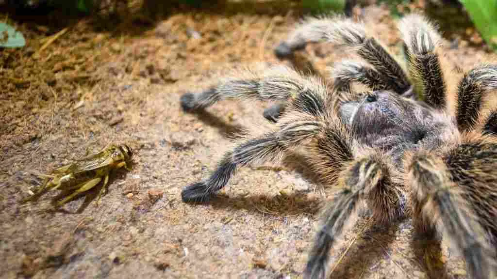 23439 tarantula habitat