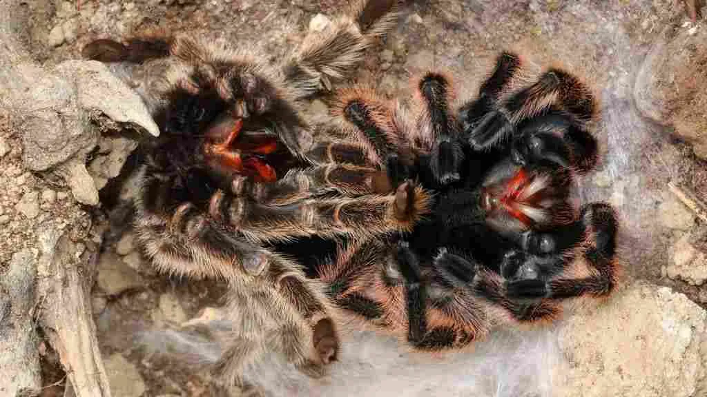 23439 tarantula molting