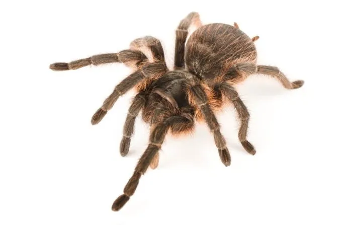 23439 young tarantula