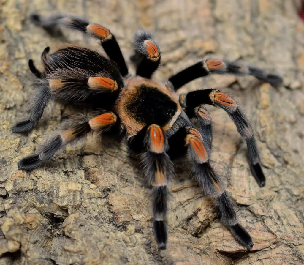 23440 caring for tarantula