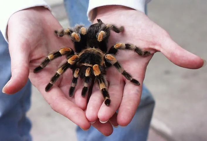 23440 mexican red knee tarantula fangs overview