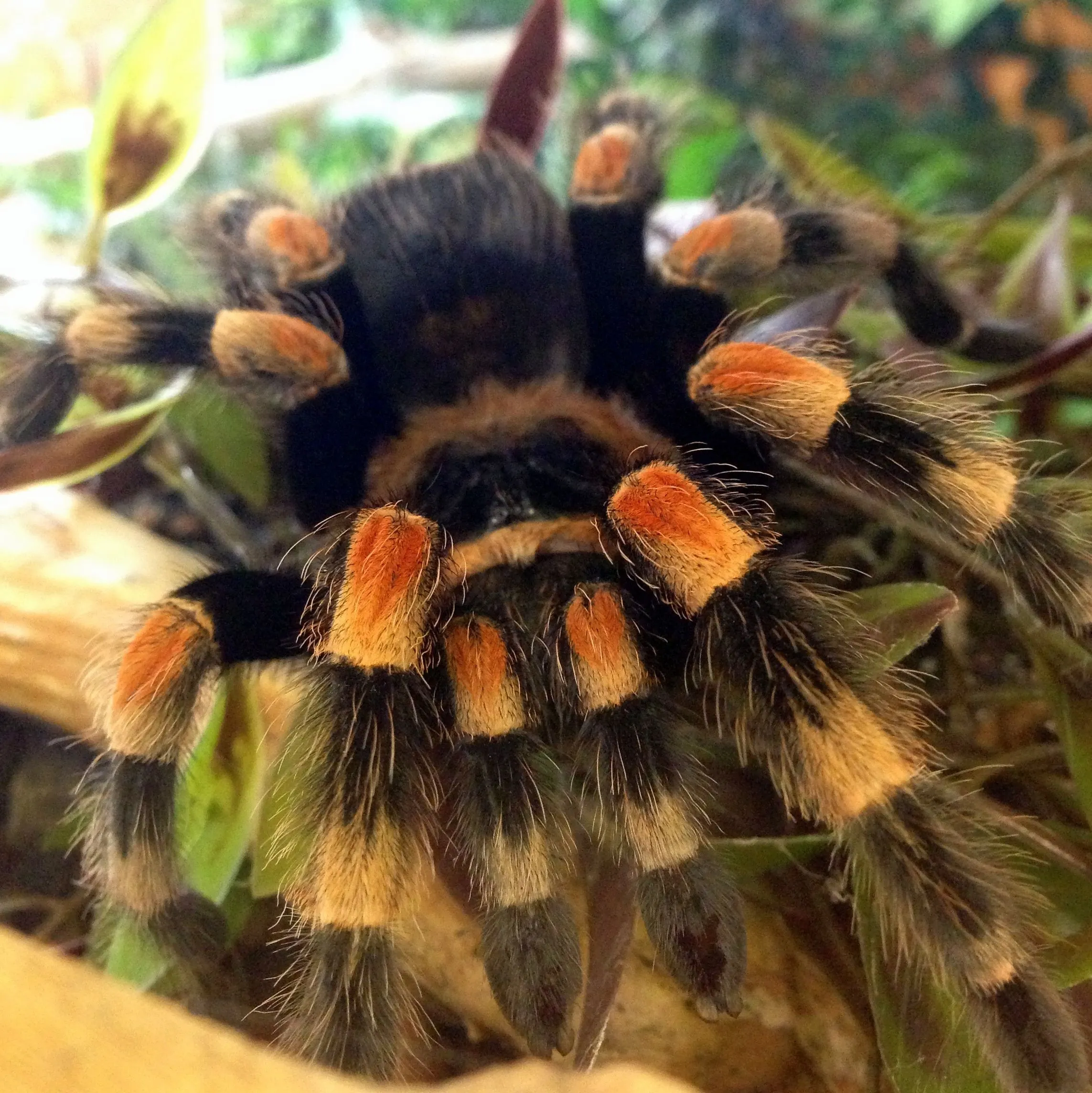 23440 mexican red knee tarantula regrowing fangs