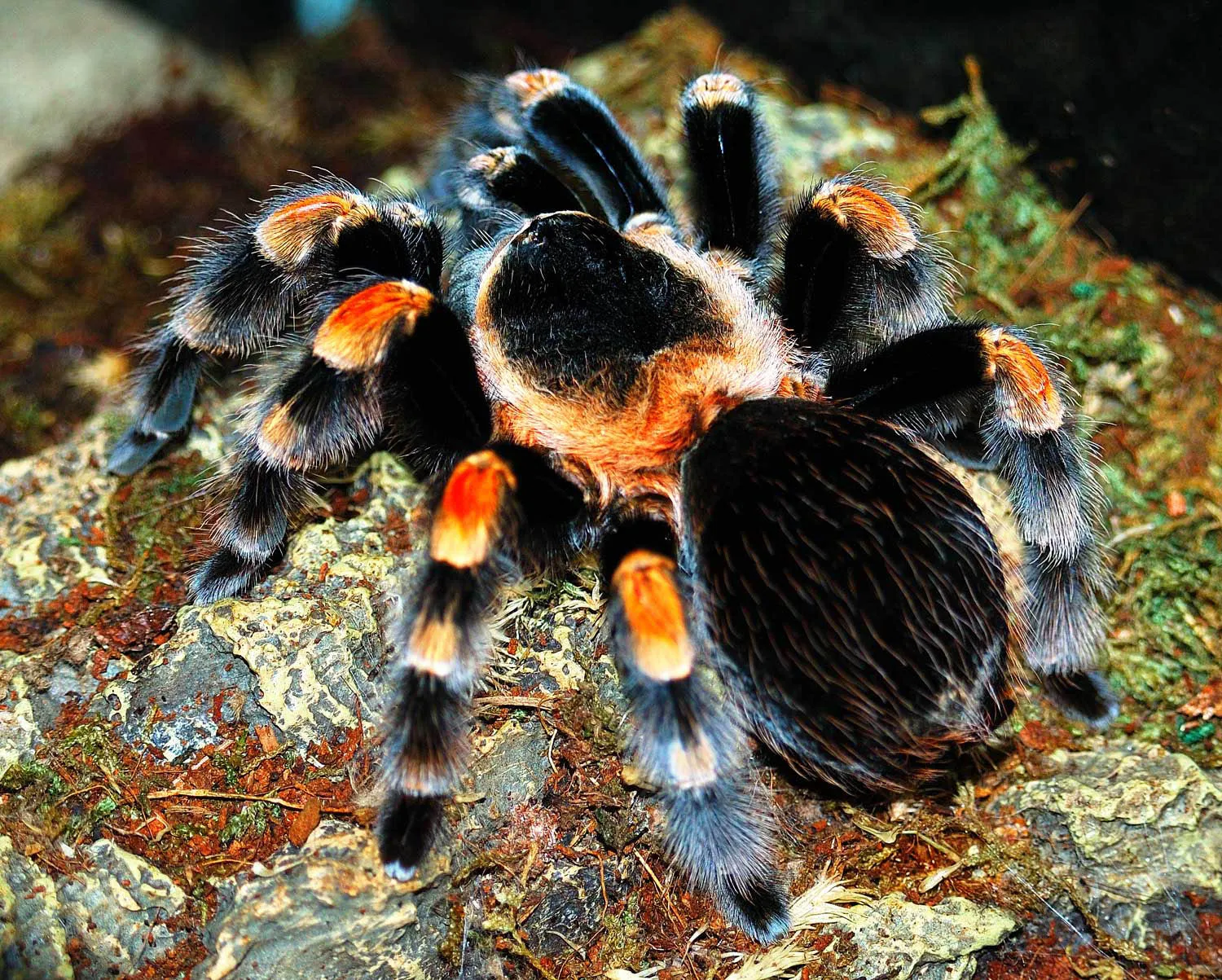 23440 tarantula fangs feeding