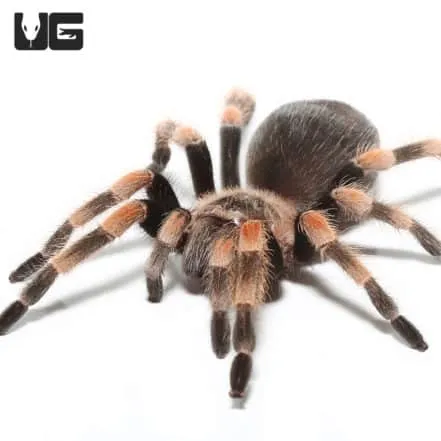 /img/23440-tarantula-venom-delivery.webp