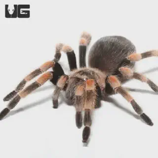 /img/23440-tarantula-venom-delivery.webp